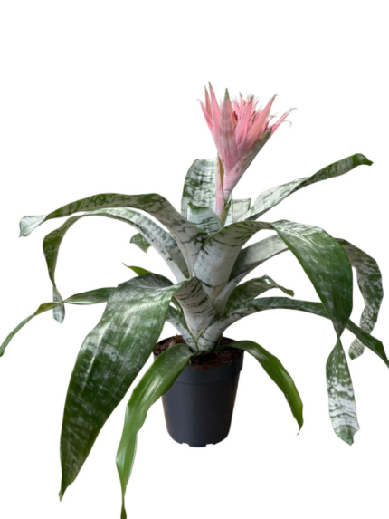 AŞMEYA ÇİÇEĞİ 60 CM