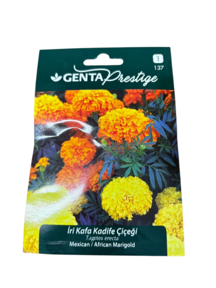 İRİ KAFA KADİFE ÇİÇEĞİ