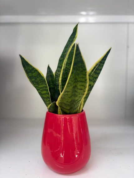 Paşa kılıcı(Sansaveria) 40 cm boyut seramik kırmızı saksılı