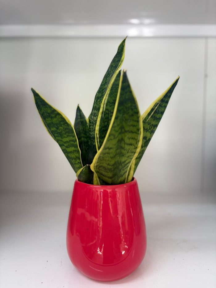 Paşa kılıcı(Sansaveria) 40 cm boyut seramik kırmızı saksılı - Görsel 1