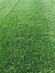 Bermuda Çim Grass Tohumu (100 GR)