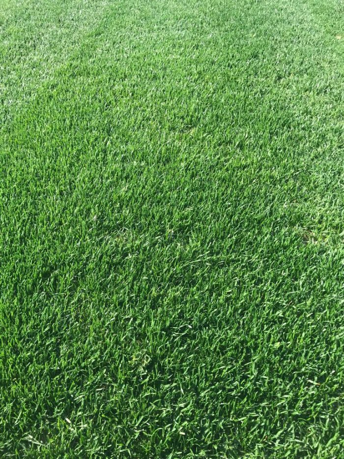 Bermuda Çim Grass Tohumu (100 GR) - Görsel 1