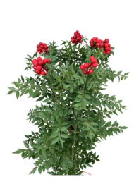 Kokina yılbaşı çiçeği 1 Demet (6 dal) - Görsel 2