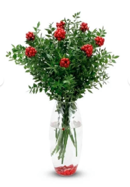 Kokina yılbaşı çiçeği 1 Demet (6 dal)