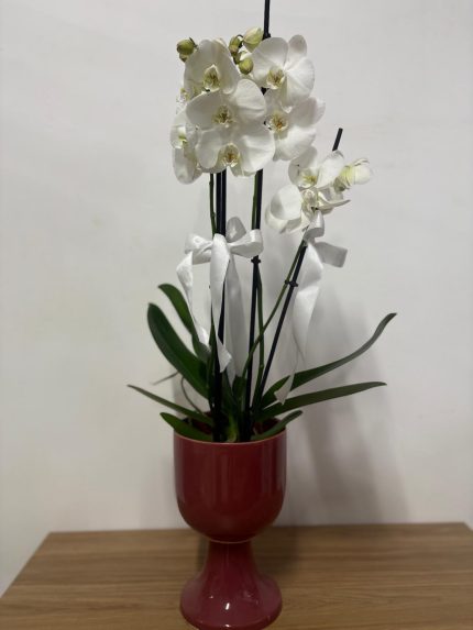 Beyaz 3 dallı orkide (kadeh şeklinde seramik saksılı)
