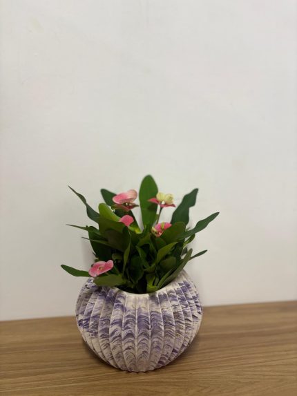 Eforbia çiçeği(seramik saksılı)