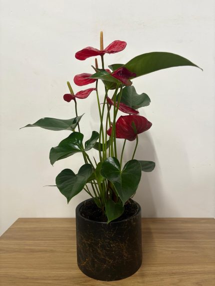 Anthurium çiçeği (Siyah seramik saksılı)