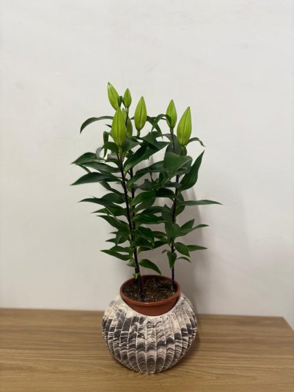 Lilyum çiçeği(30-40cm)(seramik saksılı)