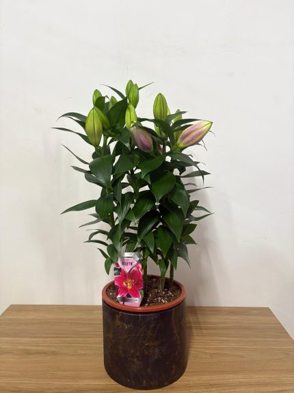 Lilyum çiçeği(60 cm)(Siyah seramik saksılı)