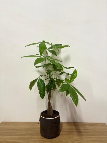 Para ağacı(Pachira)(siyah seramik saksılı)