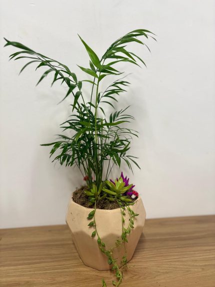 Karışık hediyelik aranjman (krem seramik saksılı)