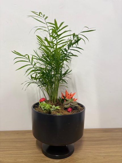 Karışık büyük boy hediyelik aranjman (siyah seramik saksılı)