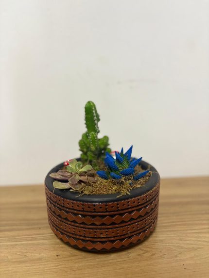 Karışık kaktüs-sukulent aranjmanı (yuvarlak seramik saksılı)