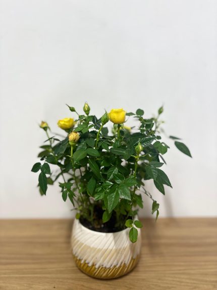 Sarı gül (Seramik saksılı)