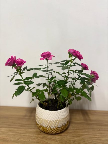 Pembe gül(Seramik saksılı)