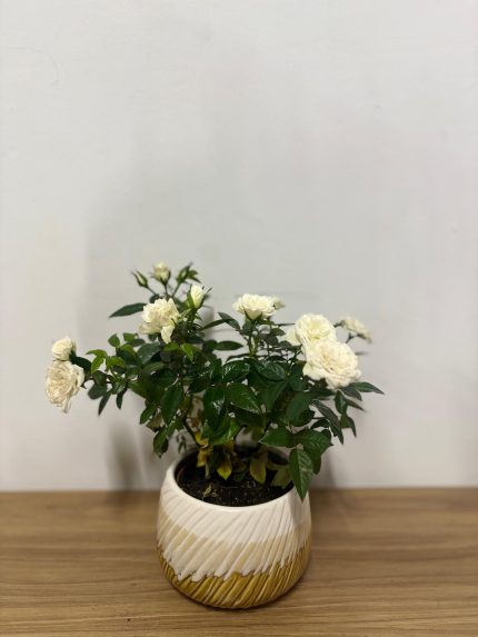 Beyaz gül (Seramik saksılı)
