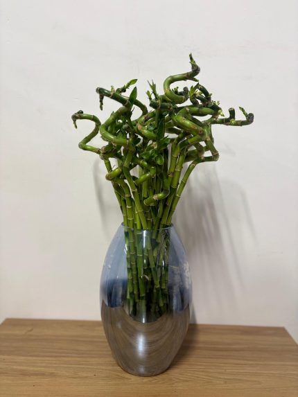 Şans Bambusu(60 cm)