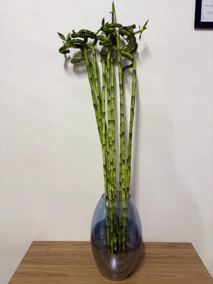 Şans Bambusu (100 cm)